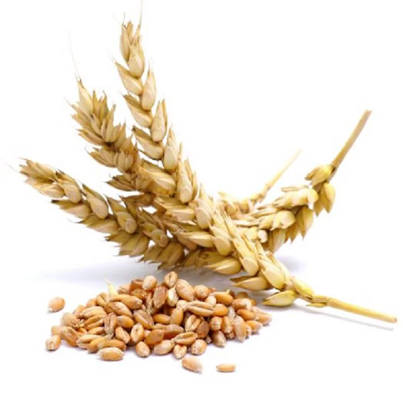 High Quality Wheat Grain Soft and Hard Wheat at Wholesale Price