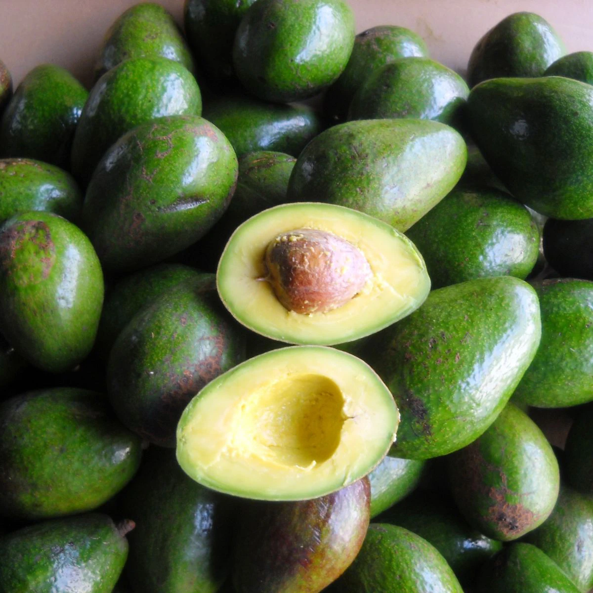 We are Suppliers of Fresh green Avocado, Good Quality For Sale