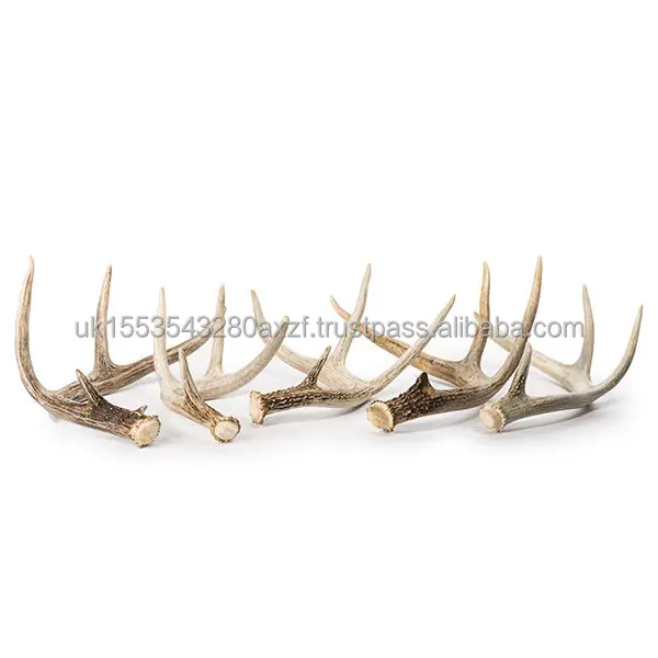 antlers2.jpg