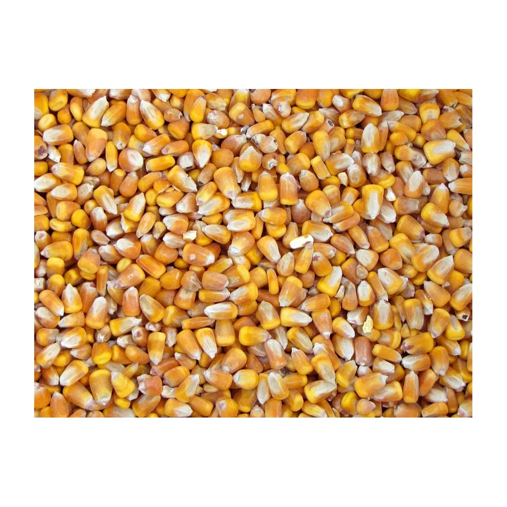 Высокое качество низкая оптовая цена Сушеные Желтые кукурузы/кукуруза для продажи