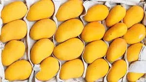 Wholesale Price of Export Quality Fresh Pakistani Mango Sindhri Green and Yellow Mangoes with Customized Packaging available