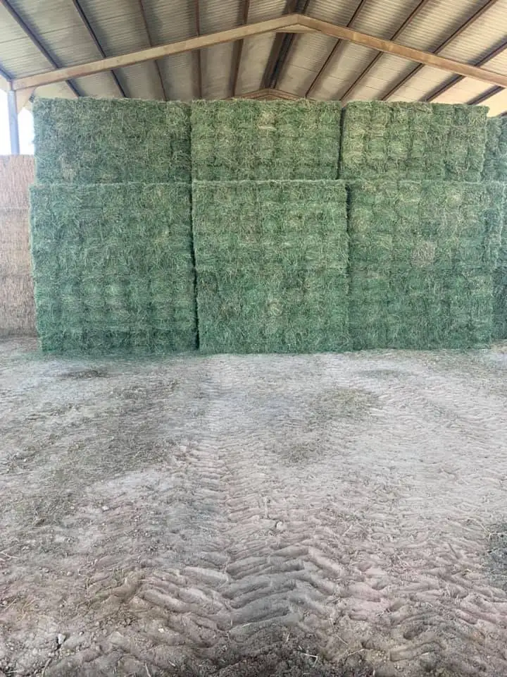 Nutritional Alfafa Hay Animal Feeding Stuff Alfalfa