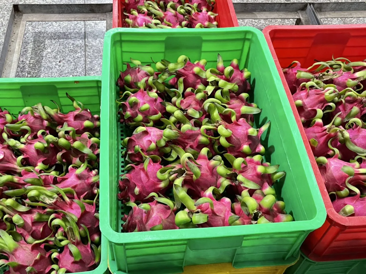 VIETNAM FRESH DRAGON FRUIT White Style Color Origin Type Flesh Variety Grade 1 Maturity Cultivation Common