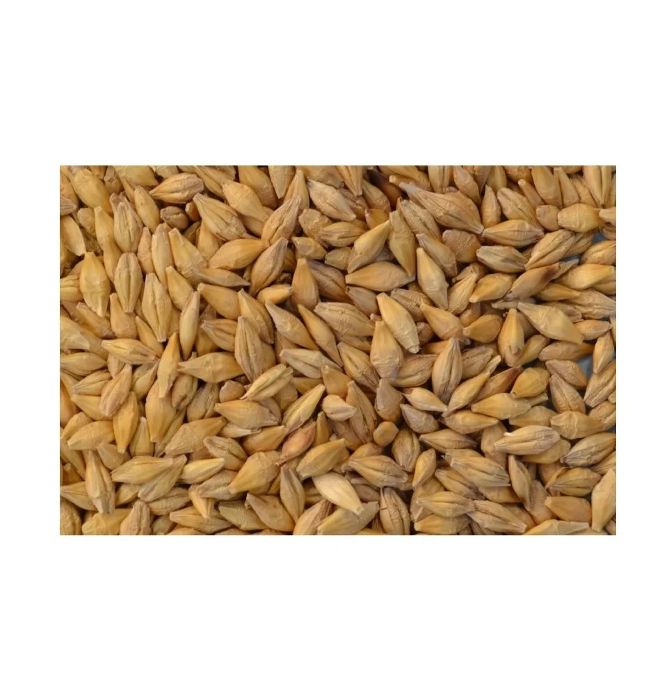 Premium Barley /Animal feed barley/bulk barley Malted Barley