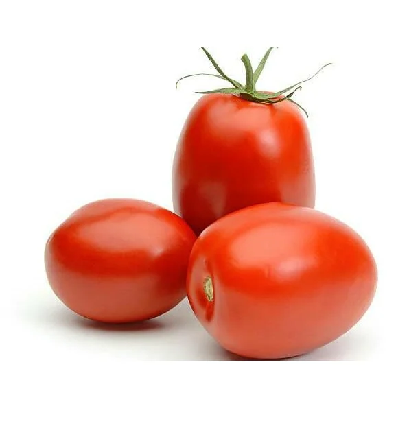 Wholesale Manufacturer and Supplier From Germany Fresh Tomatoes All Type Fresh Tomatoes High Quality Cheap Price