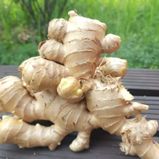 Vietnam export fresh Ginger/ Jiang/ Imbir - New fresh crop dried Ginger buyers (WhatsApp: +84362512699)