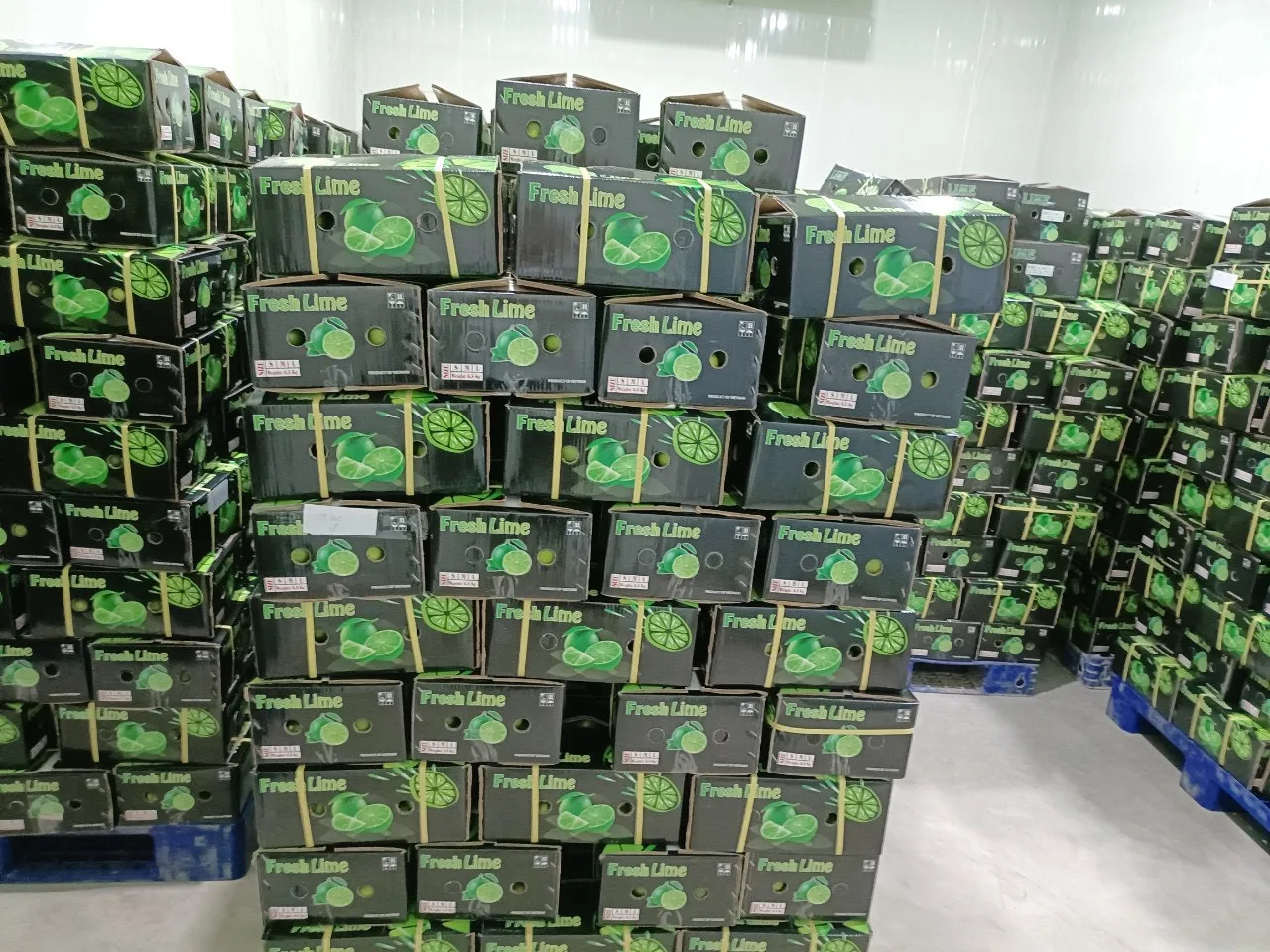 Seedless Lime and Lemons from Vietnam Fresh Citrus Fruit direct from farm collect cheapest- Whatsapp 0084365296868