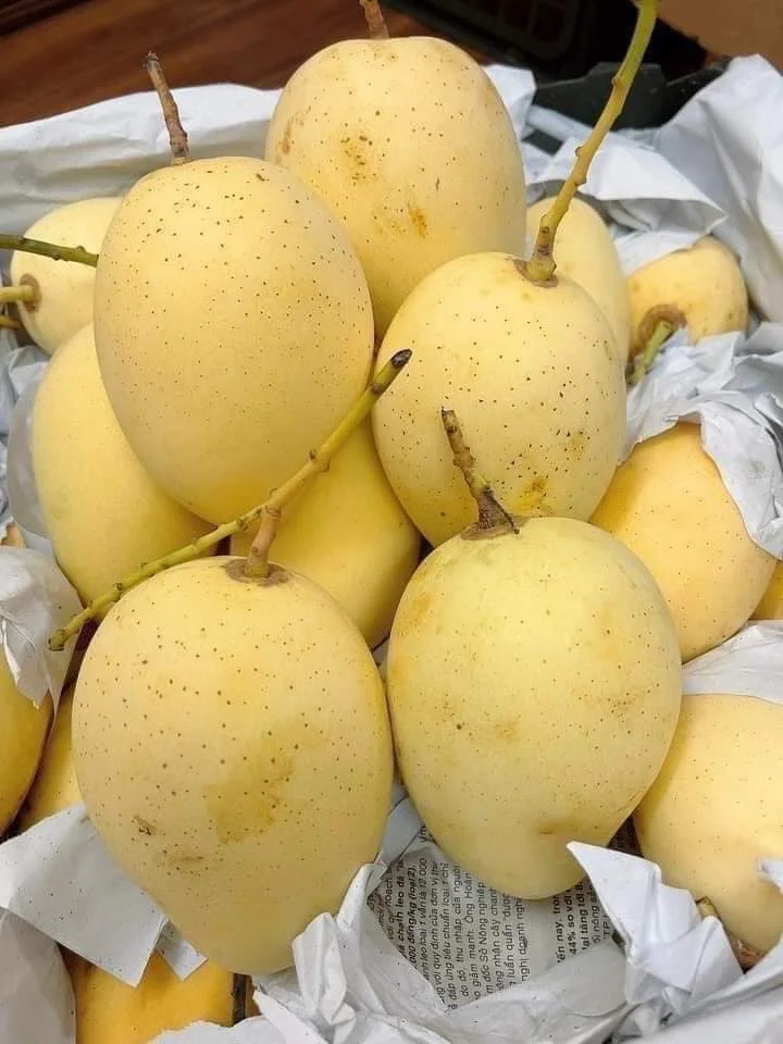 Fresh Cat Chu Mango Vapor Heat Treatment (VHT) Vietnam Green Mango