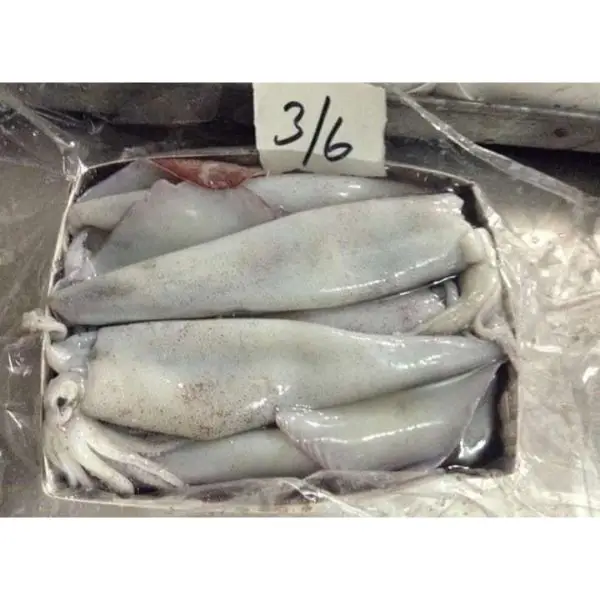 Supply Frozen Whole Round Squid/Giant Squid Available