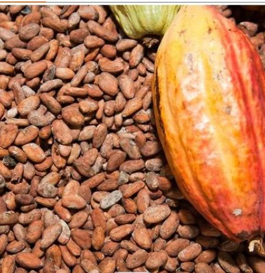 Какао бобы какао бобы для продажи