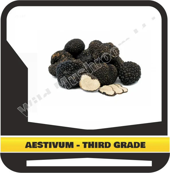 Свежий черный летний трюфель. Бубенчик AESTIVUM-третий класс