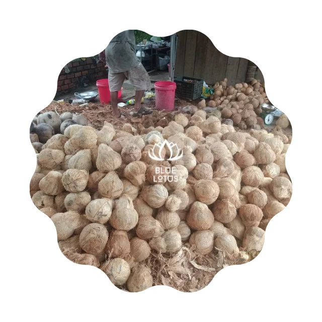 BEST SELLING MATURE COCONUT SEMI HUSKED COCONUT FROM BLUE LOTUS FARM VIETNAM 2023