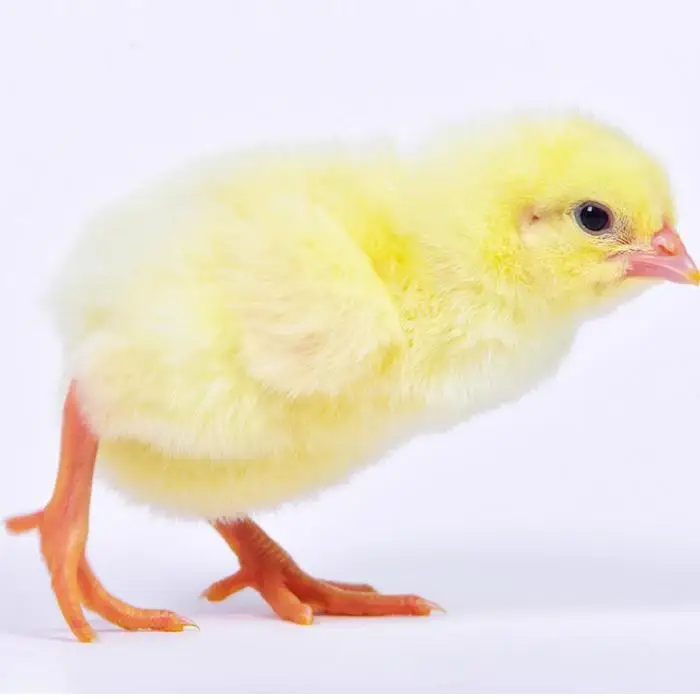 Commercial Day Old Broilers Ross 308 | Ross 308 Broiler Chicks For Sale | Vaccinated Ross 308 Broiler Chicks