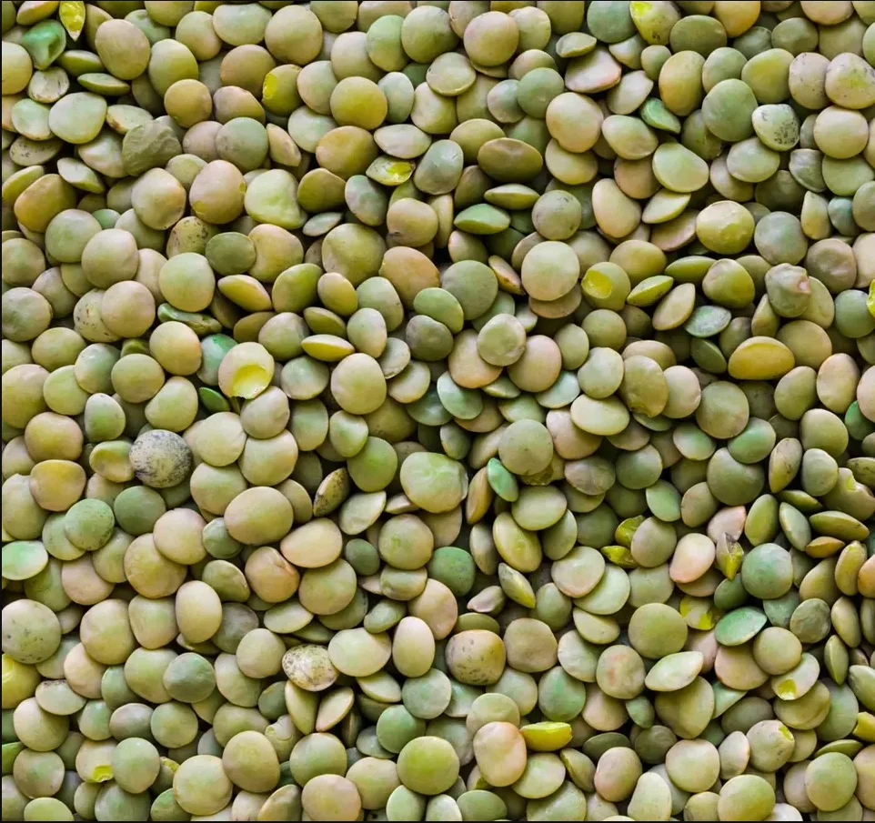 lentil12.png