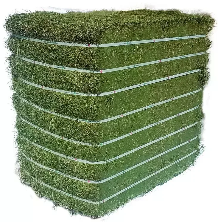 Green Fresh Alfalfa Hay / Timothy Alfafa Rhodes Grass Animal Feeding Alfa for Sale