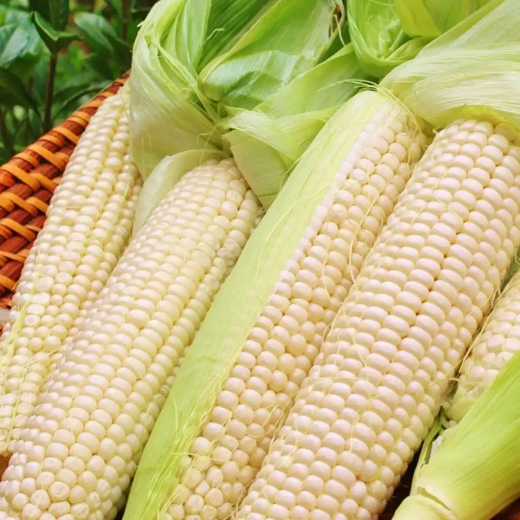Worldwide Export Top Grade Quality Delicious White Corn Maize