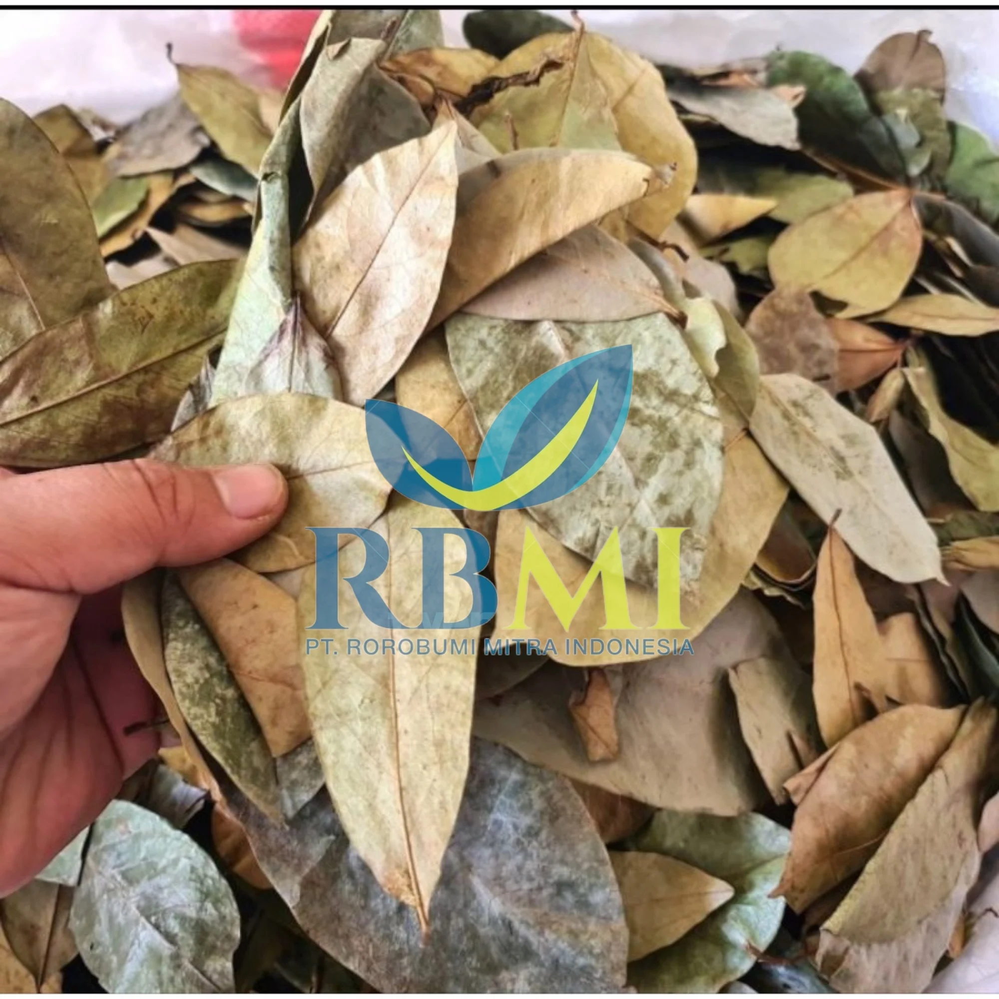 Good Delicious 100% Organic Dried Soursop Leaves for Tea Originated from Indonesia with Low Price