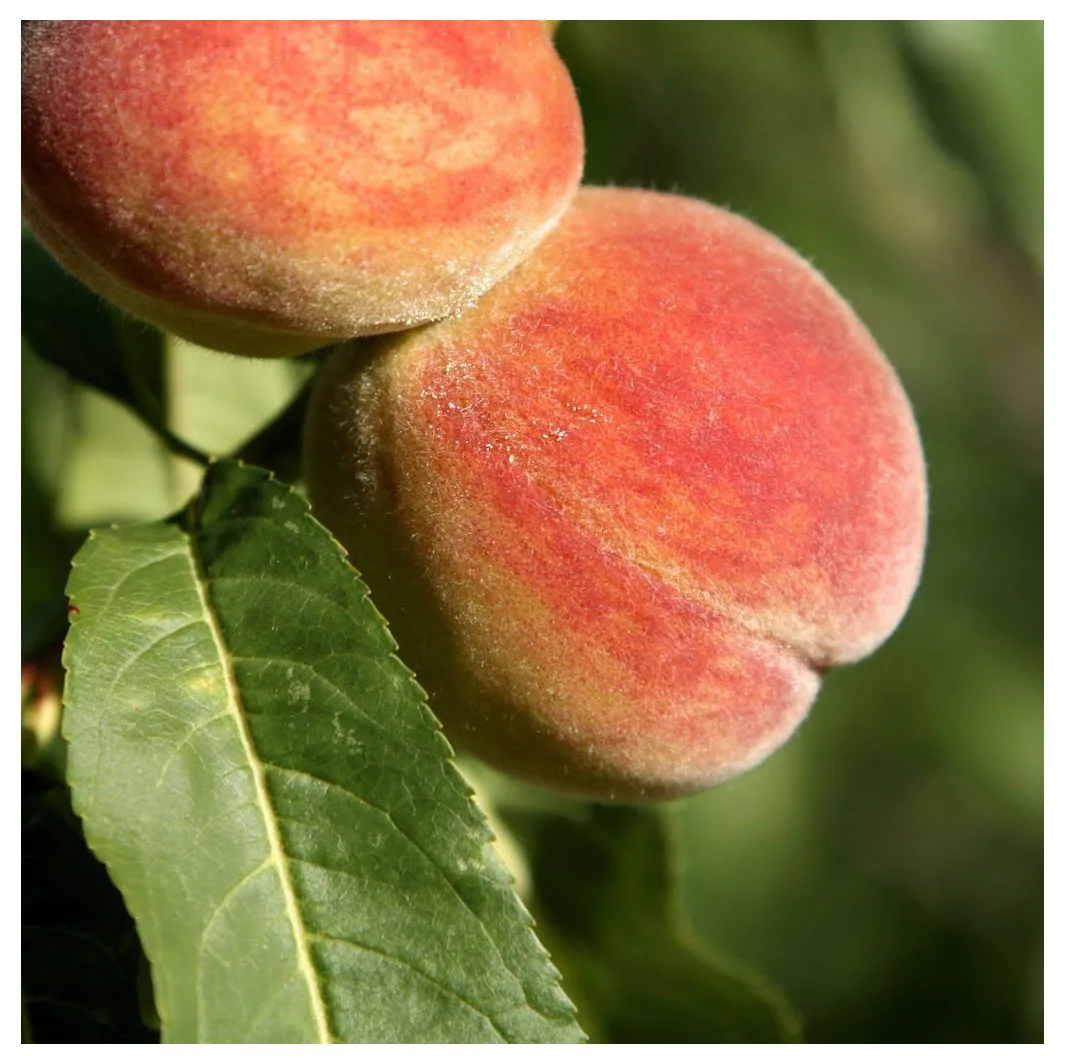 Crispy Healthy Food Snack Freeze Dried Honey Peaches Dried Fruity Peaches CHEAP PRICE Canned Yellow Peach in Halves IN BULK