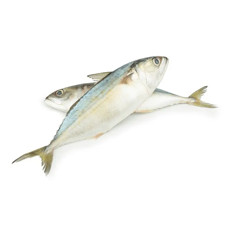 Competitive Price Frozen Indian Mackerel From Best Supplier in Vietnam