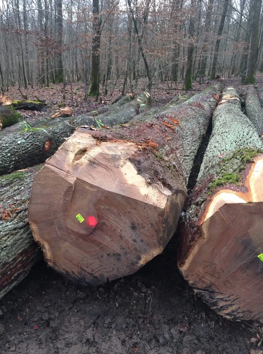 3 м + писновая древесина, писны, австралийский стандарт, деревянные бревна, древесина