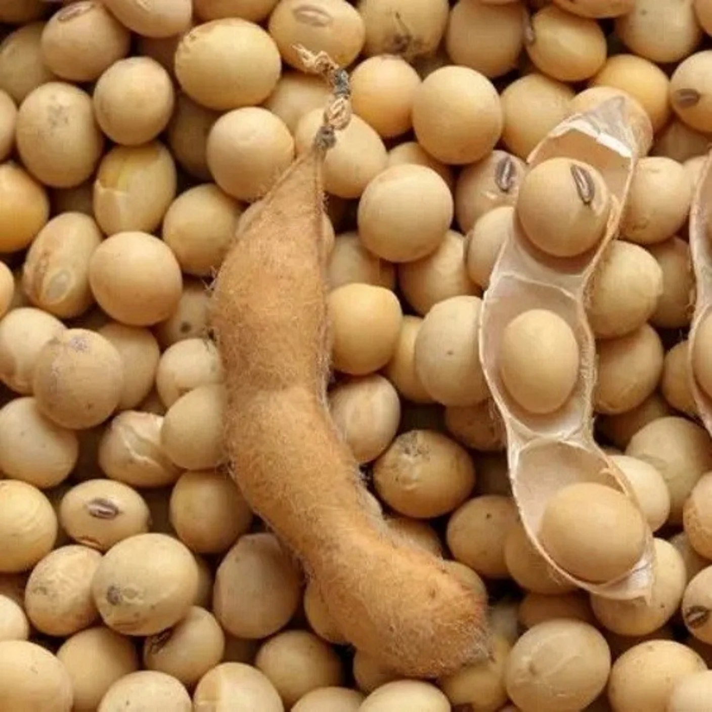 100% Organic Soybeans NON-GMO Soya Beans  at Wholesale Price