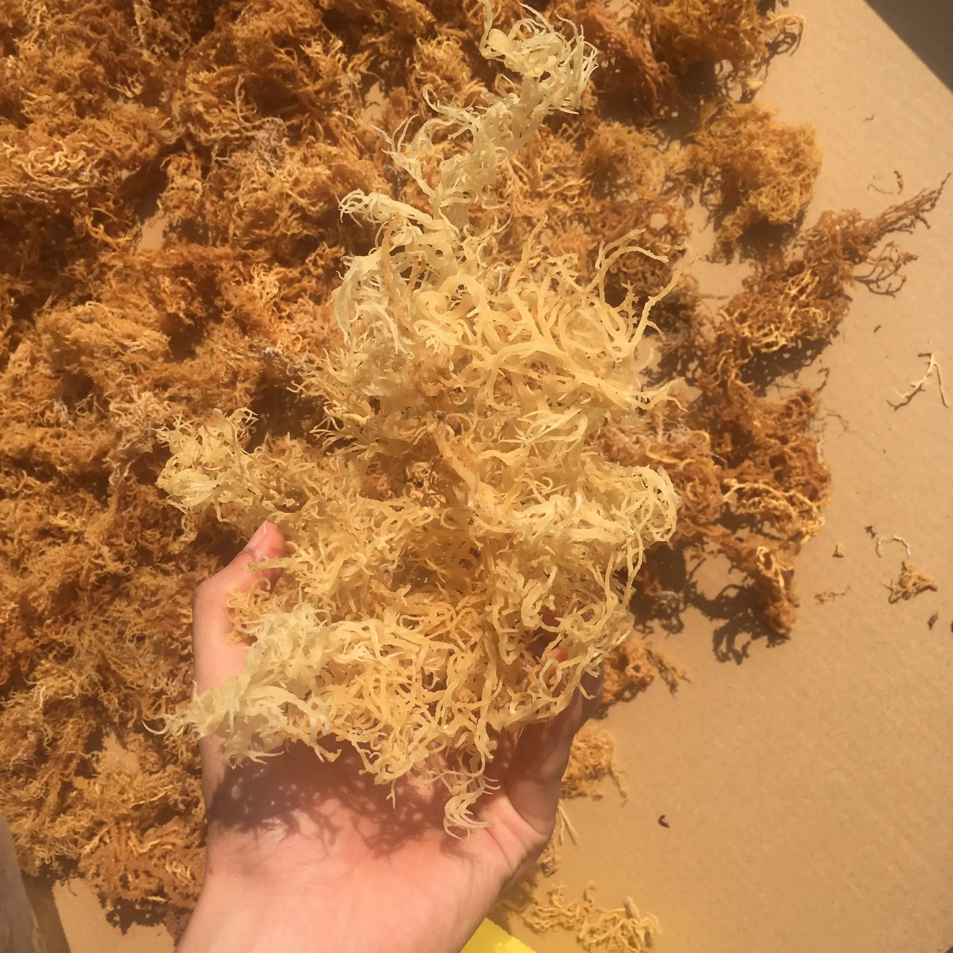 TW6 Brand Best Price Dried Sea Moss Irish Moss From Vietnam