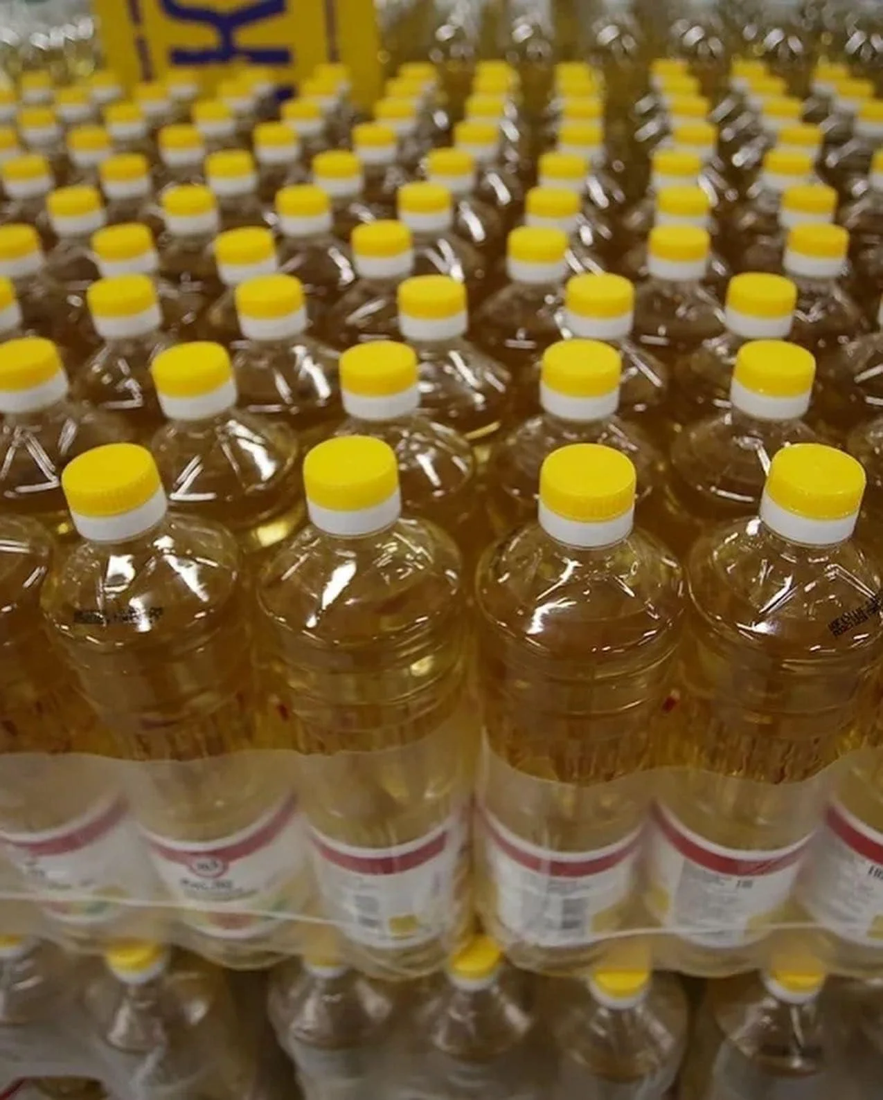 Cooking Sunflower Oil Organic Cold Pressed Sunflower Oil 1L, 5L Plastic Bottle