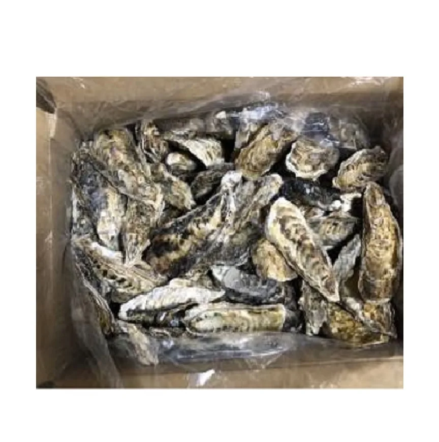 Экспортный поставщик блюд из морепродуктов с приготовленными на пару тихоокеанскими устрицами