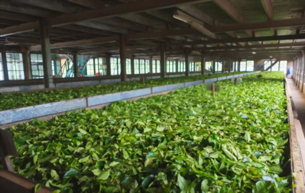 100% Natural Fresh Tea Ingredients Vacuum Dry Stir-Fried Loose Tea With OEM Service From Vietnam For Export