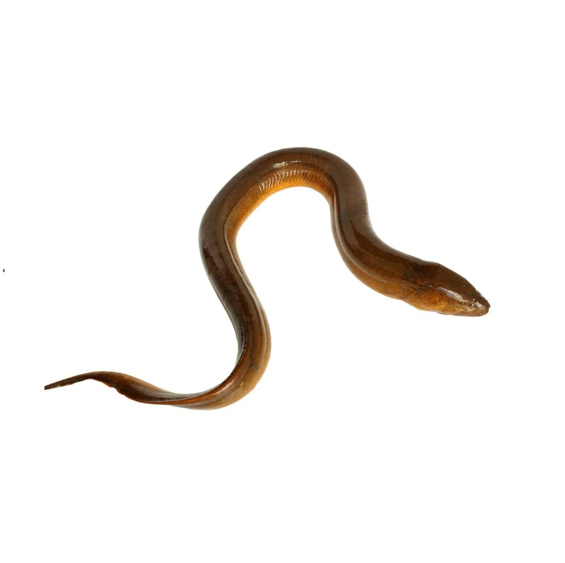 Factory Good Quality Export Oriented Fresh Live Eel Fish Wholesale in Cheap Price Live Eels Conger Eel AD Bangladesh Life Eat