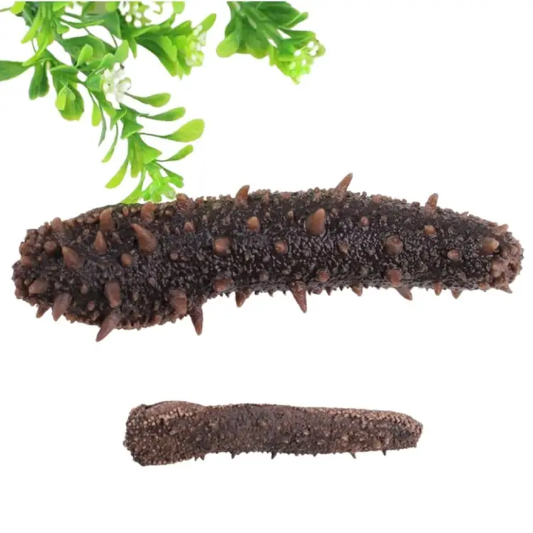 Wholesaler Sea Cucumber Dried and Frozen Sea Cucumber, Natural for sale
