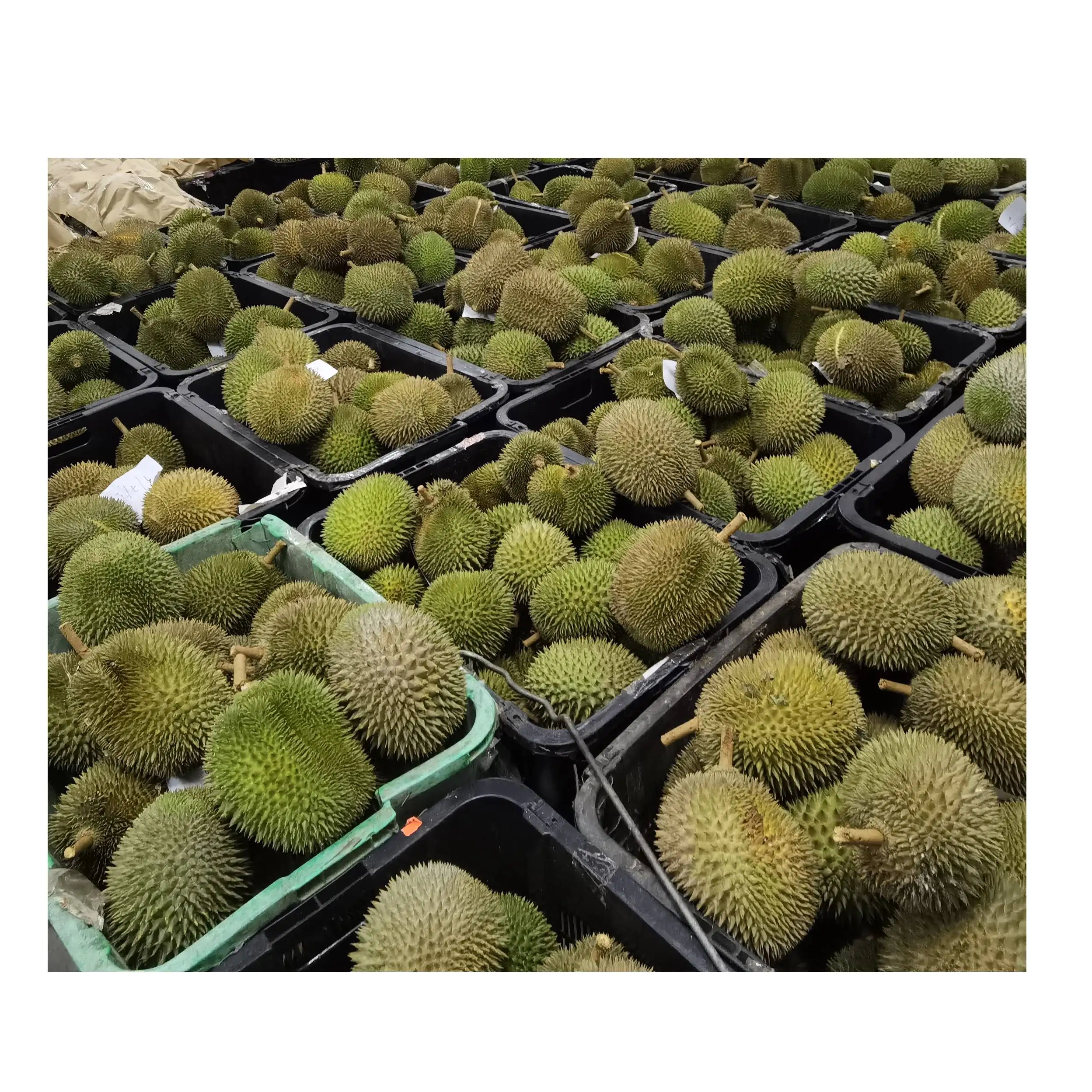 New Arrive Higher Premium Grade Orange Color Malaysia Black Thorn Delicious Flash Sales Fresh Whole Natural Fruit Durian