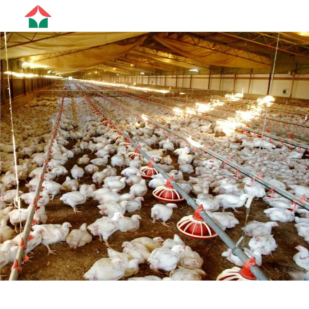 chicken farm equipment chicken house
