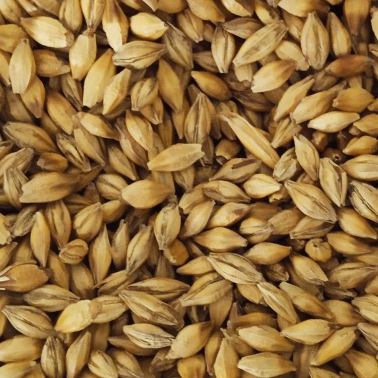Barley Grains Premium Barley Seeds/Animal feed barley/bulk barley grains Malted Barley Malt grain for sale Top Grade