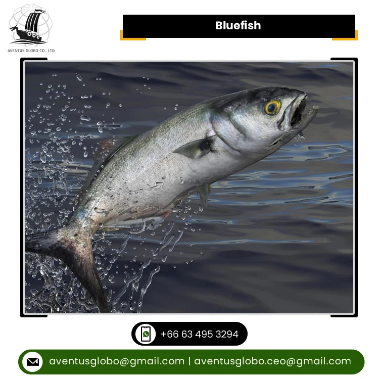 Best Exporter Supply Highest Quality Cook & Eat Cold Storage Bluefish Seafood at Best Market Price