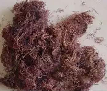 Сушеные водоросли Gracilaria из Вьетнама хорошая цена
