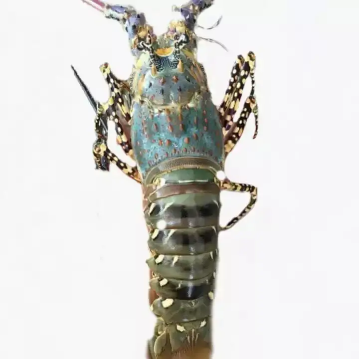 Premium Seafood Fresh and Frozen Lobster, Lobster Tails For Sale..