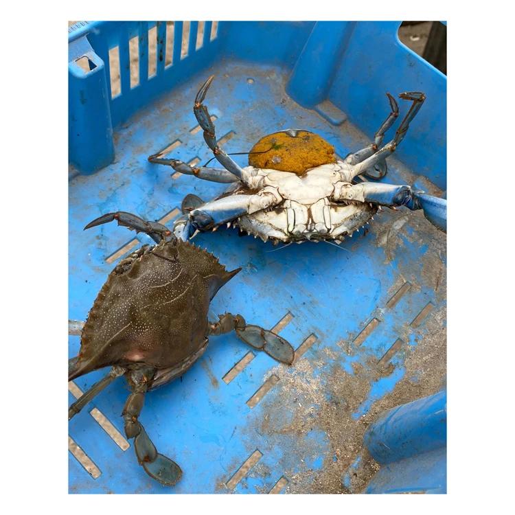 Высококачественный синий купальник мясо краба и ног замороженное из морепродуктов