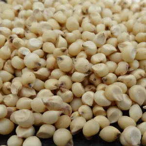 Indian Manufacturer of Top selling product Of 2022 Grain Sorghum Bulk White Sorghum at Affordable Price