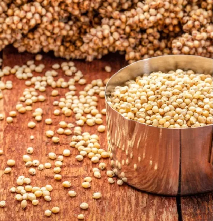 Grain Sorghum Seed Manufacturers In Thailand