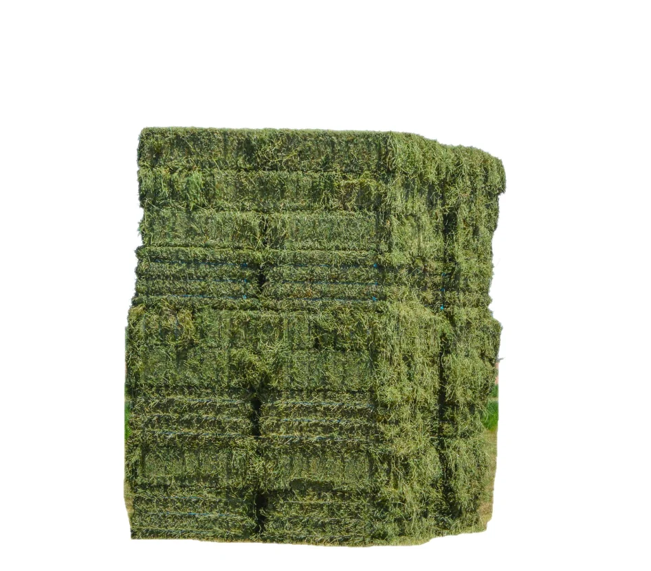 Affordable Alfalfa Hay for Animal Feed for Sale Great Value for Bulk Purchases Ideal for Farms and Animal Care Providers