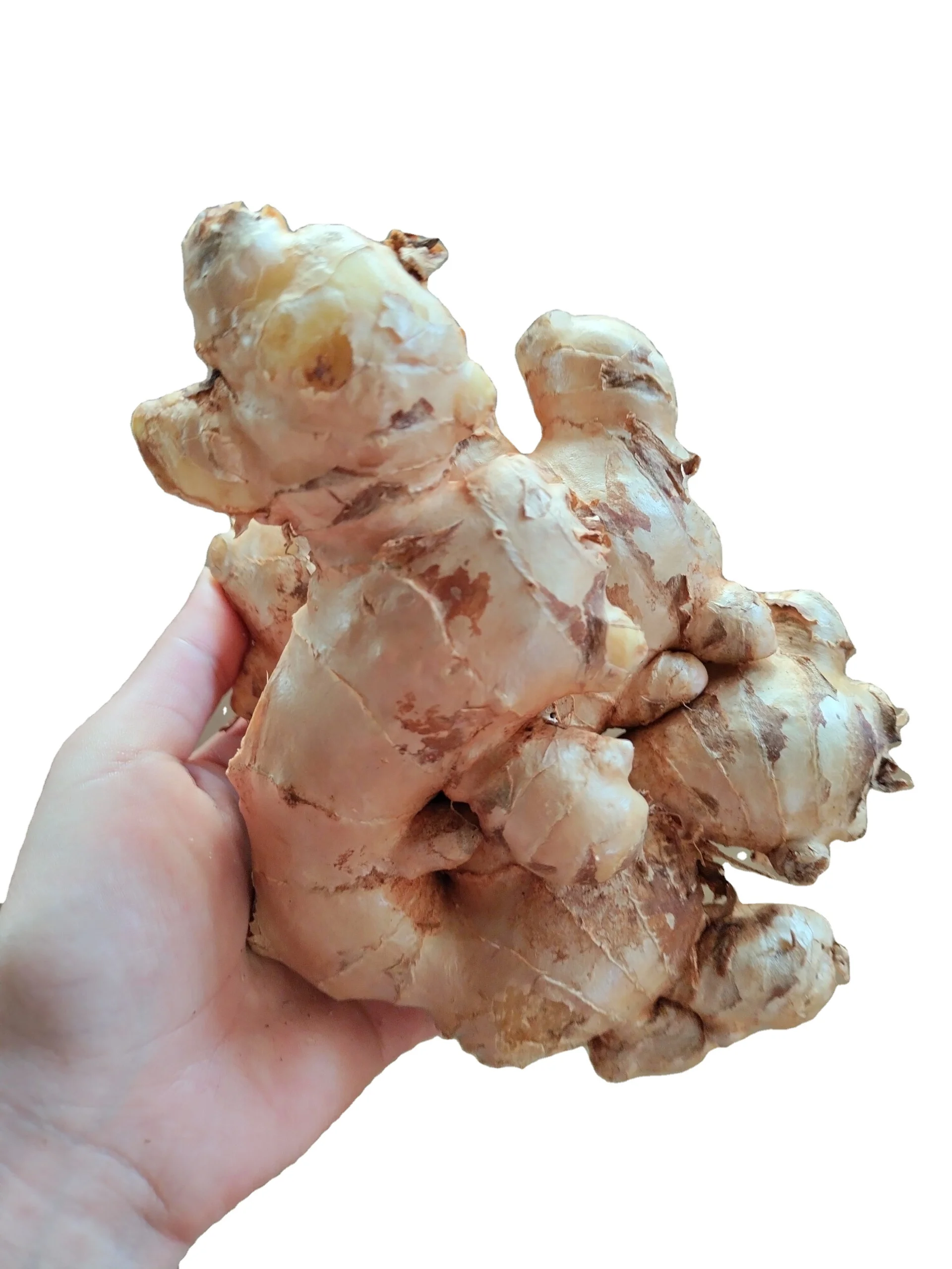High quality wholesales dried fresh ginger dehydrated spice export Vietnam best selling 2023