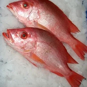 Processed Frozen Sea Bream - Red Sea Bream - Seafood