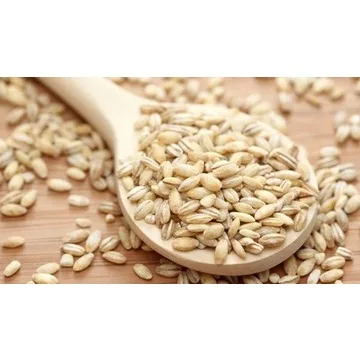 Bulk Supply of Top Quality Barley Grain for Food Industry Wholesale/ Hot Sale