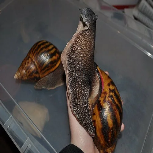 Свежие африканские гигантские улитки/Обработанные Замороженные сушеные