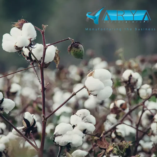 Premium Grade Cotton Seeds  cotton seeds wholesale & retails dried cotton seeds