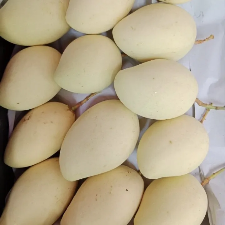 Vietnamese Cat Chu Mango Good For Healthy Fresh Export Purchase Carton Packaging Vietnam Trading
