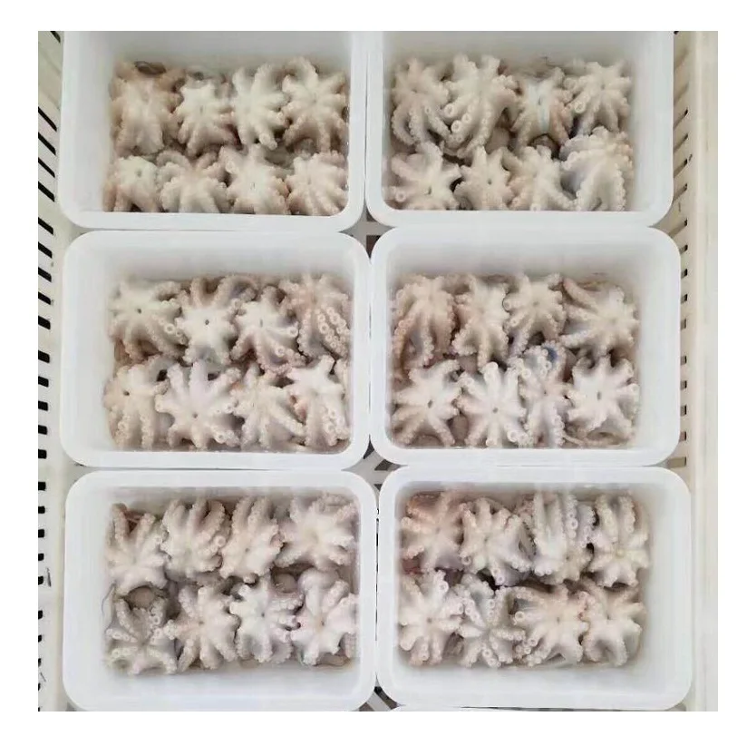 Small octopus frozen whole cleaned baby octopus