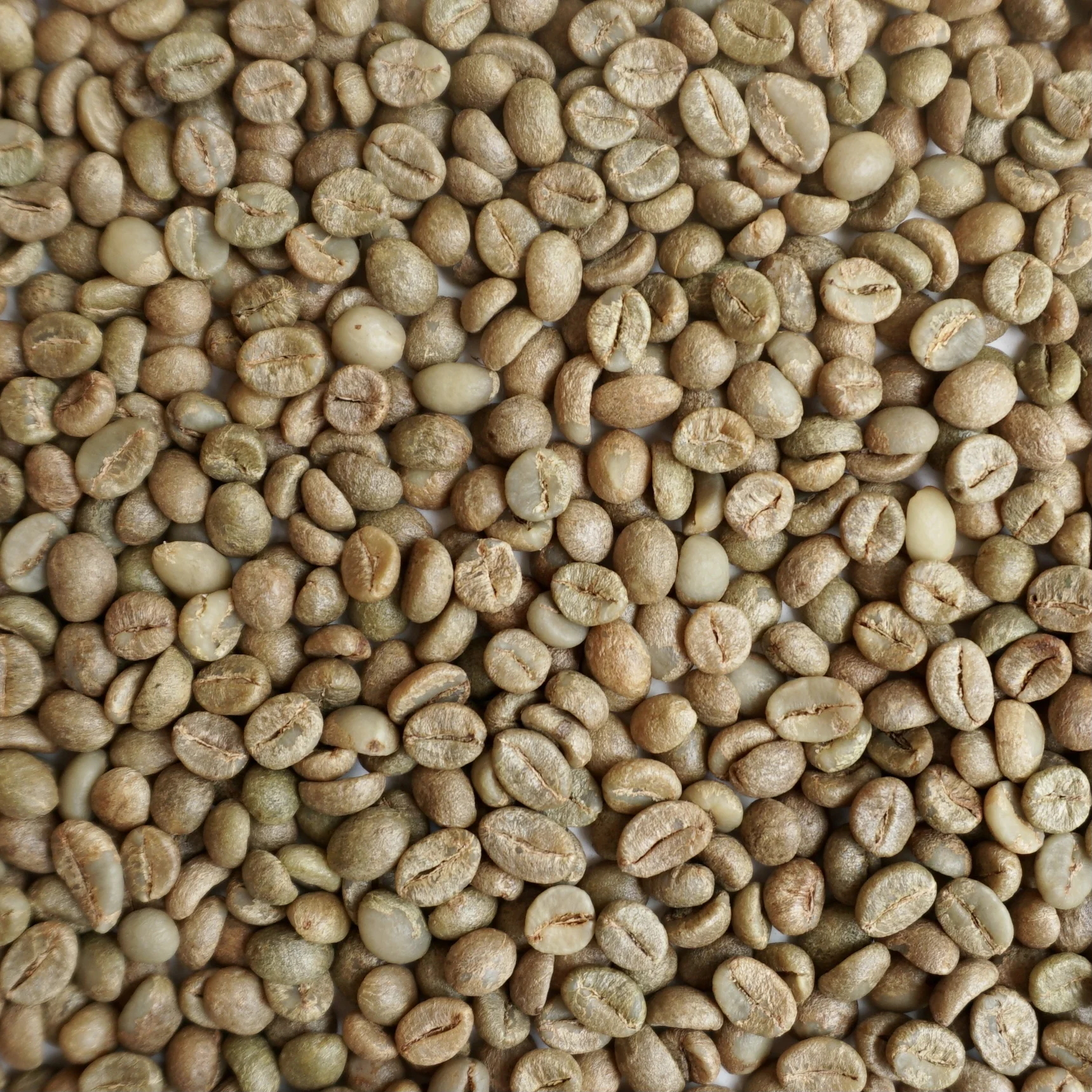 Highest Grade New Crop Harvest Vietnam Certificated Product Organic Clean Natural Robusta Screen 18 Coffee