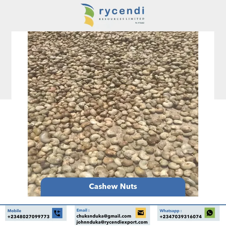 Export Quality Best Selling Premium Quality Original Flavor Good Taste Raw Dried Cashew Nuts at Reasonable Price
